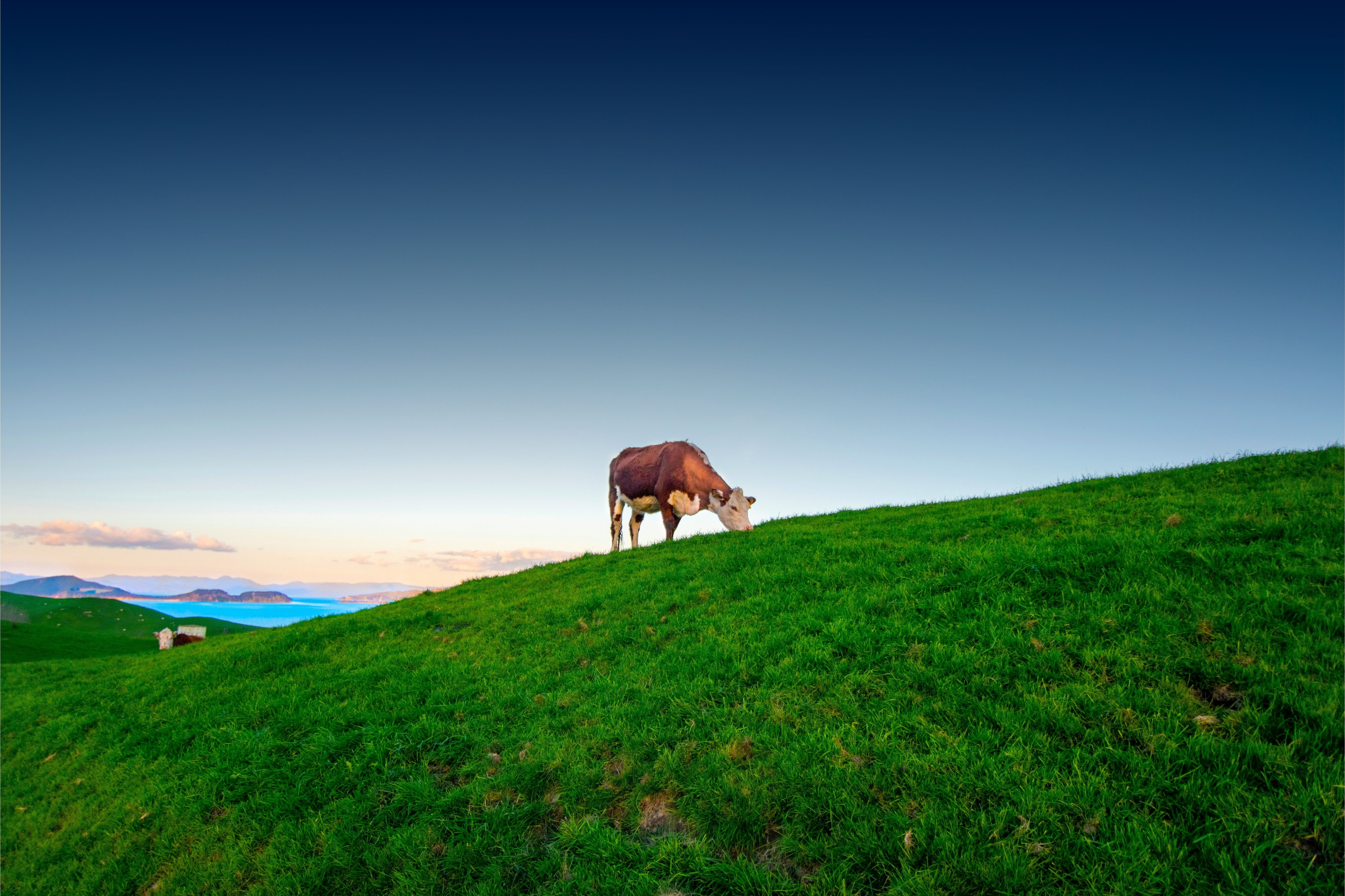 New Zealand farm landscape at sunset with mesh network data streaming